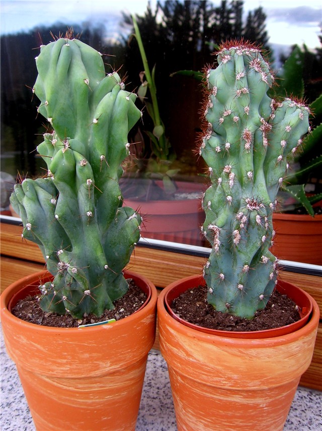 Cereus  peruvianus  monstruosus 
